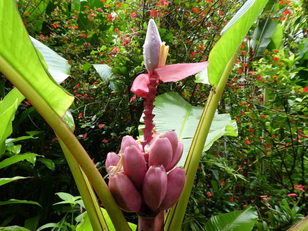 Plantes à parfums près de La Réunion