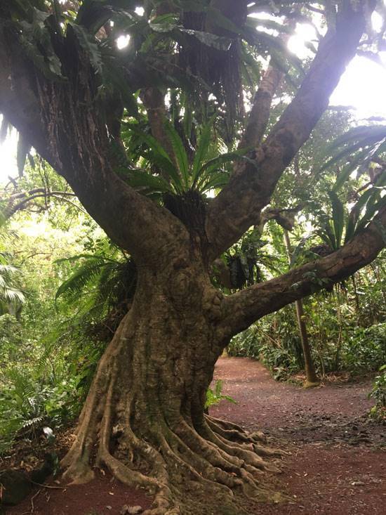 Visite jardin près de La Réunion
