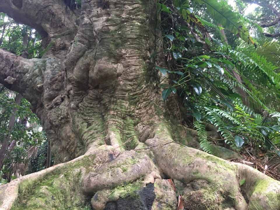 Jardin botanique près de La Réunion