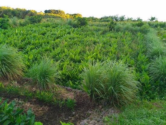agriculture-jardin-botanique-saint-philippe-jardin-des-parfums-et-des-epices_2