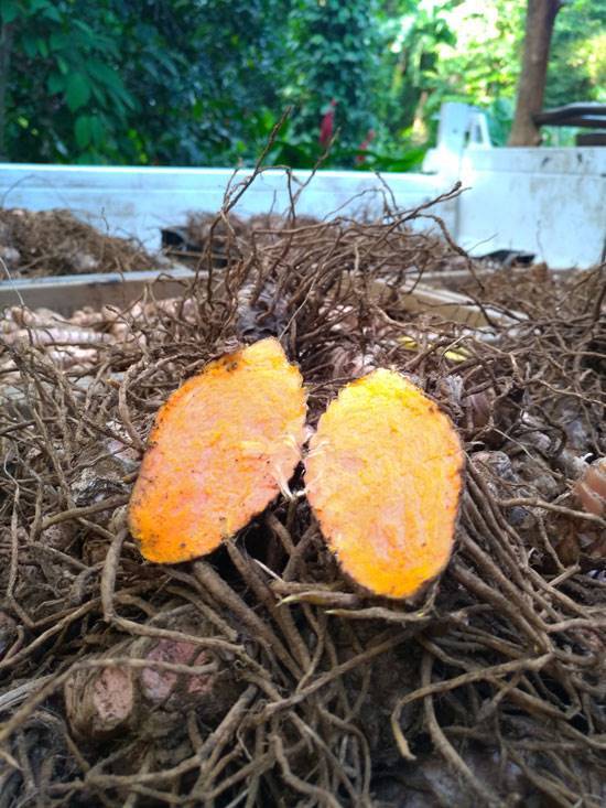 Culture agro-écologique près de La Réunion